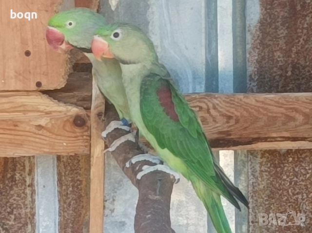 Продавам Папагал Голям Александар , снимка 1