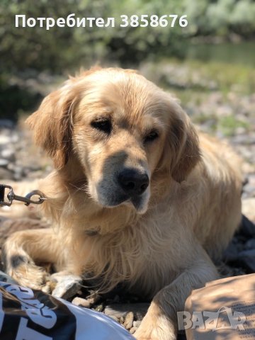 Красив Голдън Ретривър със родословие си търси Дама !, снимка 6 - Голдън ретривър - 42419223