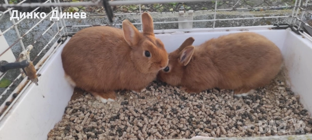 холандско джудже , снимка 2 - Декоративни зайчета - 50956168