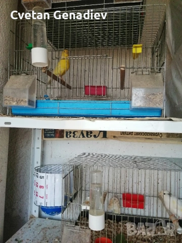 продавам канари 