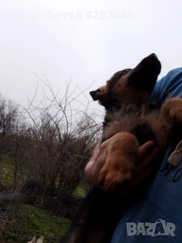 Продавам немски овчарки , снимка 3 - Немска овчарка - 53473620
