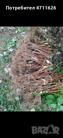 Разсад ягоди целогодишни , снимка 8 - Разсади - 53464019