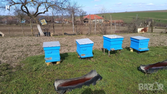 Пчелни семейства 