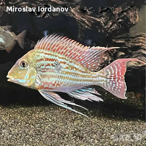 Geophagus Sveni/Геофагус свени