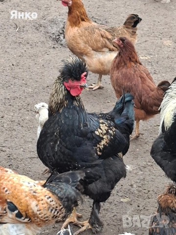 Домашни петли, снимка 7 - Кокошки и пуйки - 52912712