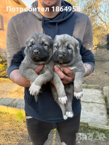 ТУРСКИ КАНГАЛ Доставка 