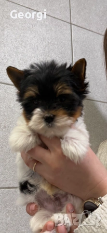 Бивер Йоркширски териер Йорки