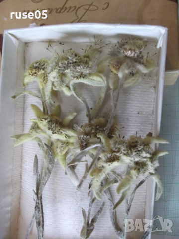 Еделвайс - 6 бр. хербаризаран комлект, снимка 5 - Други ценни предмети - 36345948