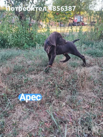 Немски курцхаар , снимка 3 - Курцхаар - 55767159