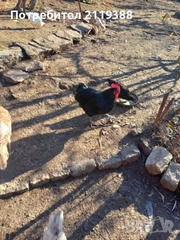 Петли за продаване ,породисти, снимка 10 - Кокошки и пуйки - 53024106