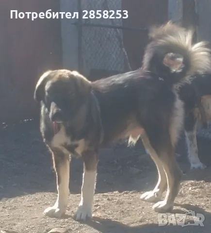 Българско овчарско куче , снимка 2 - Каракачанска овчарка - 56213352