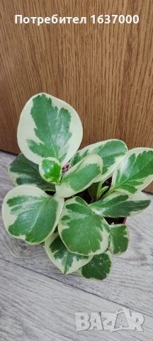 Пеперомия вариегатна 