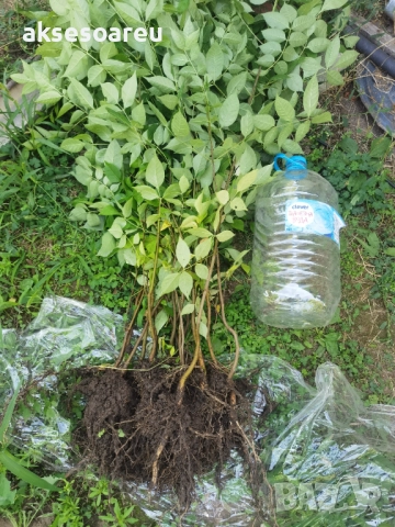 Нова здрава Еводия над метър Фиданки от медоносното дърво на пчеларя разсад високи дръвчета , снимка 5 - Разсади - 51647548