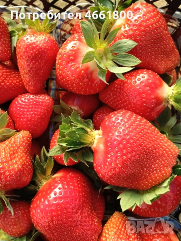 Ягодов разсад, снимка 4 - Разсади - 52552777