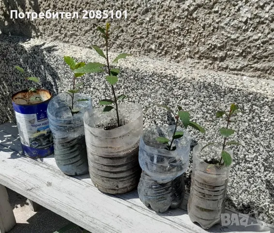 Дафинов лист, снимка 2 - Градински цветя и растения - 49993155