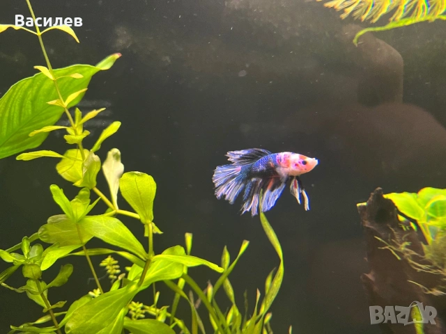 Мъжка рибка бета, снимка 2 - Рибки - 52664415