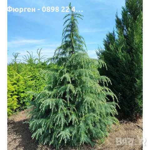 Хималайски кедър (дърво на боговете")