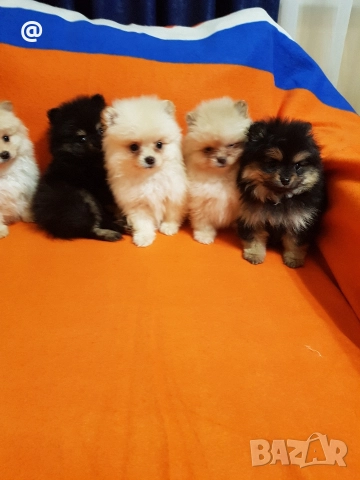 Померан померанчета свободни Гр София, снимка 6 - Померан - 52967032