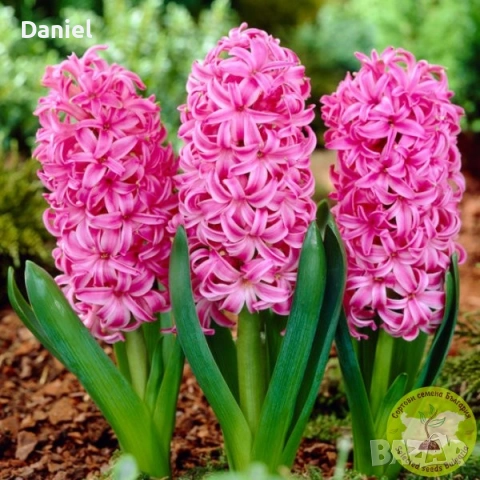 Зюмбюл, снимка 5 - Градински цветя и растения - 53383881