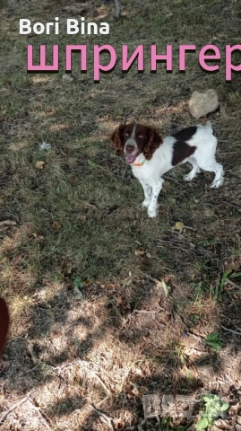 кучета за Трюфели 