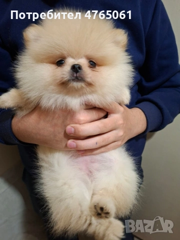 Померан малък шпиц момичета, снимка 11 - Померан - 53839680