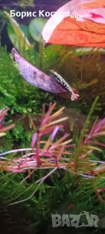 Скариди каридини и неокаридини