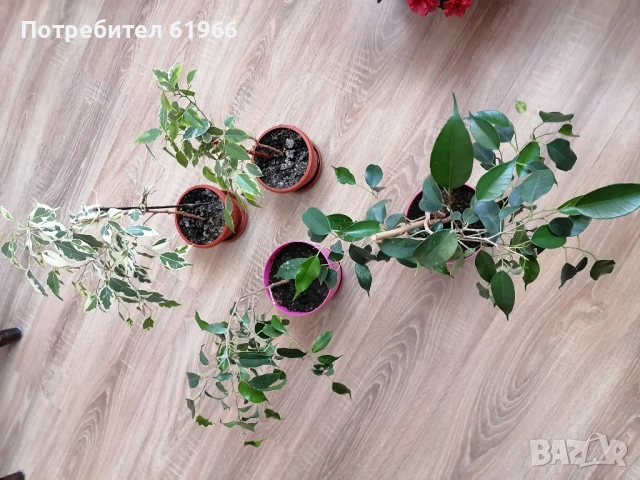 Красиви бенжамин шарен и зелен! , снимка 4 - Стайни растения - 50695635