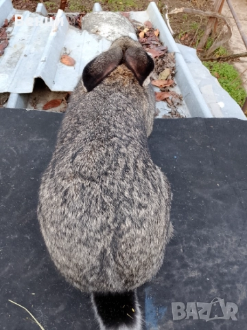 Продавам мъжки заек , снимка 5 - Други - 52798017