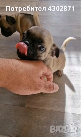 чистокръвни мини мопсчета, снимка 4 - Мопс - 52961408