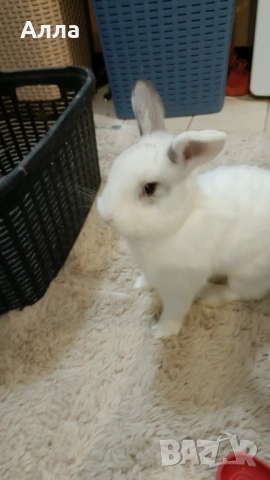 Мъжко декоративно зайчето на 1 година, снимка 2 - Декоративни зайчета - 53780476