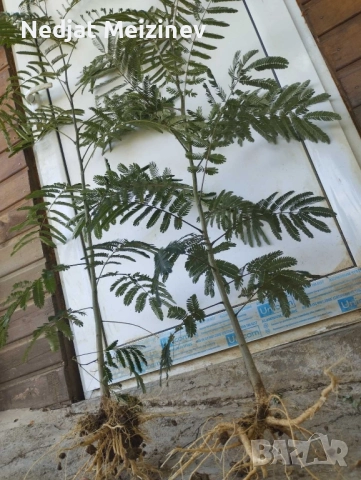 Албиция фиданки, снимка 9 - Градински цветя и растения - 52030801