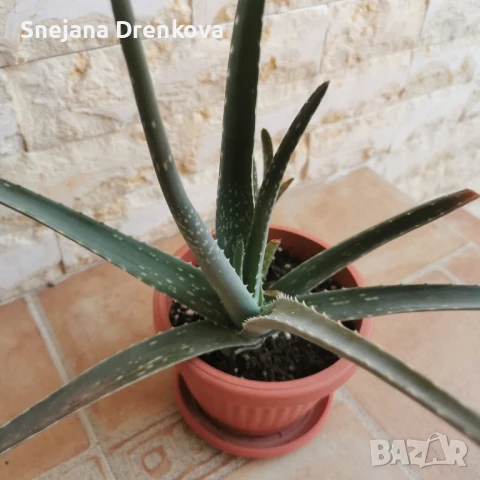 Алое вера Barbadensis.(ядливо), снимка 4 - Стайни растения - 47264224
