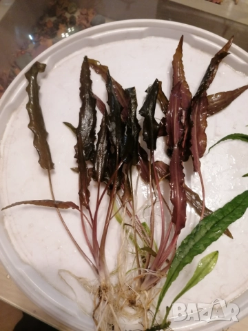 Продавам водни растения за аквариум, снимка 11 - Аквариуми - 52682599