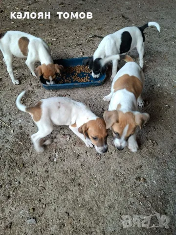 куче 🐕 Джак Ръсел , снимка 8 - Джак ръсел териер - 55622524