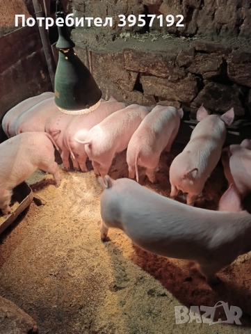 Малки прасета , снимка 2 - Прасета - 52840730