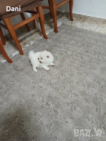 Mini Pomeran , снимка 9 - Померан - 53417593