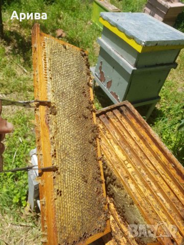 Пчелен мед - 2023 г., снимка 4 - Пчелни продукти - 41482951