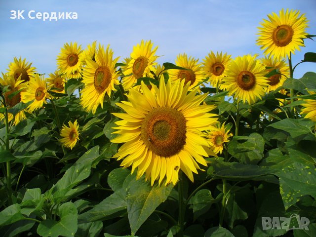 Купувам ЗЕМЕДЕЛСКА ЗЕМЯ всички землища в Община Дупница