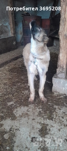 продавам куче на 4 месеца , снимка 7 - Други - 53406781