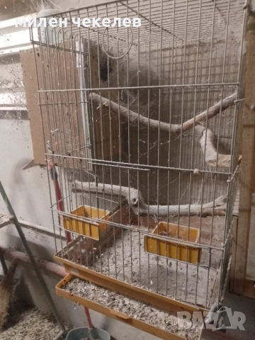 клетка за средни папагали за развъждане, снимка 5 - Папагали - 51550269