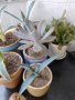 красиви екзотични растения в керамични саксии, снимка 1 - Стайни растения - 41548518