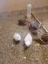 Пауни големи и малки, снимка 9