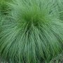 Карекс - Декоративна трева, снимка 3