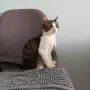 Подарявам мъжко котенце, снимка 12
