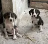 Трицветни гончета , снимка 2