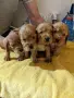 кокер шпаньол английски игриво бебенце, снимка 6