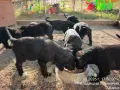 Малки кученца Бретон шпаньол , снимка 1