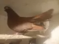 въртеливи гълъби, снимка 4