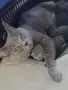 Британски късокосмести котета, снимка 3
