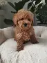 Poodle toy -мини пудел, снимка 7